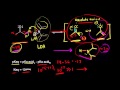 Enolate formation from ketones | Alpha Carbon Chemistry | Organic chemistry | Khan Academy