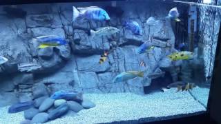 Pros and Cons of a 3D Background in an African Cichlid Aquarium