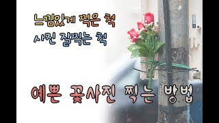 싼타] 꽃사진 이쁘게 찍는 방법. 사진별 예시 + 찍는 방법