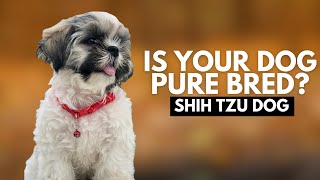 How to Identify a Pure Shih Tzu Puppy?