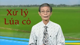 Quản lý lúa cỏ trong ruộng lúa