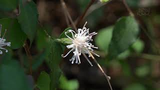 [4K] ナガバノ コウヤボウキの花・秋元園芸