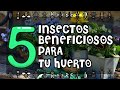 5 INSECTOS BENEFICIOSOS PARA TU HUERTO - 5 BENEFICIAL INSECTS FOR YOUR GARDEN