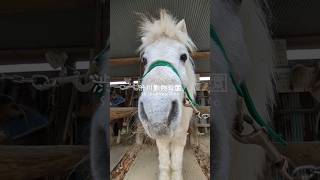 もふもふ冬毛の白毛馬【渋川動物公園】最年長ハヤテくん #shorts #horse #馬