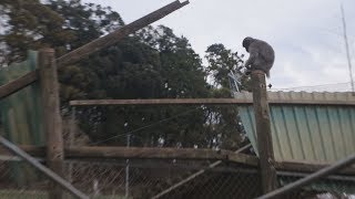 柵倒壊サル百匹野放し 台風15号で、千葉の動物園