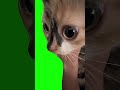 kitten stare with trumpet music meme green screen