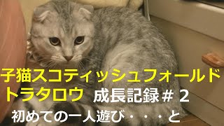 子猫スコティッシュフォールド・・・初めての一人遊び・・・と・・・成長記録#2