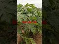 Taiwan Red lady 786ll Papaya farming