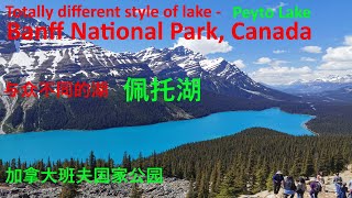 Amazing Peyto Lake -Different style of lake (Banff National Park, Canada)与众不同的湖-奇特的佩托湖 (加拿大班夫国家公园)