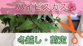 ③ハイビスカスの冬越し　在来系ハイビスカス　剪定の仕方　外に出すタイミング　ハイビスカスの夏の過ごし方