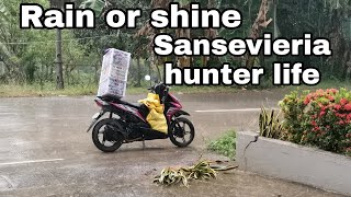 Sansevieria hunting day August 8, 2021