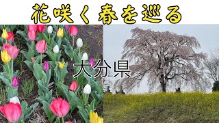 ガソリン代⛽️千円の旅　桜とチューリップ 春を巡ります