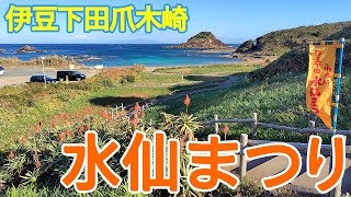 伊豆下田爪木崎「水仙まつり」