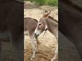 #donkey #animals #shortsyoutube #viralvideos #pets