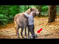 The Boy Was Hurt By A Trap And Cried Out, Then A Wolf Found Him And Decided To Do This!