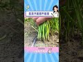 韭菜是永远割不完的！ 韭菜 割韭菜 冷知识 shorts