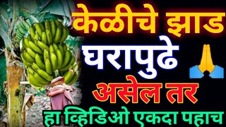 घरापुढे केळीचे झाड असेलतर एकदा हा व्हिडिओ पहाच|Keliche zad - shubh ki ashubh|Banana tree|केळीचे झाडउ