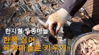 [24.11.24] 한지형 토종마늘 (육쪽마늘) 1Kg심기!! 6배 늘어나길....제발~