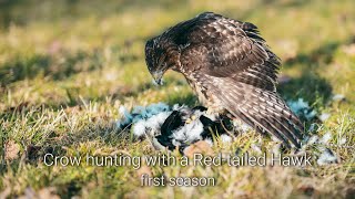 Car hawking with a Red-tailed Hawk, our first season