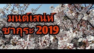 มนต์เสน่ห์ ซากุระ 2019 ฤดูกาลแห่งความสวย