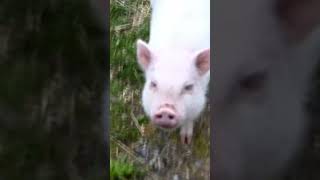 baby pig and a yorkie puppy become best friends! #babyanimals #animal relationships