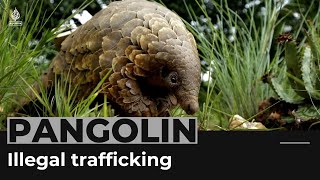 Pangolins under threat as wildlife poaching increases