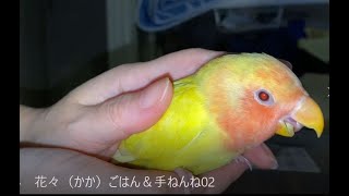 201024　花々（かか）ごはん＆手ねんね　小桜インコ　我が家の天使たち5羽αα