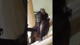 Surya and baby Nilah#shorts#funny#orangutans#funnyanimals#funnyvideo#zoo