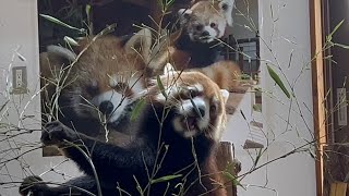 レッサーパンダ　キントキくん　自由気ままな様子です　【茶臼山動物園】Red panda Kintoki-kun Chausuyama Zoo