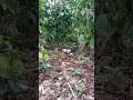 mikat ayam hutan dengan ayam pikat jalak di lokasi kebon kopi #shor