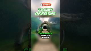 CROCODILE TUNNEL at Zoo Miami #zootours