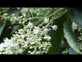 20090719リョウブの花滋賀県南部