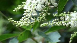 20090719リョウブの花滋賀県南部