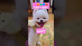 우리집 귀염둥이 돌맹이가 부르는 #아파트 #apt #산멍때려