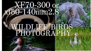 FUJIFILM XF70-300mm or XF50-140mm2.8 IN BIRDS/WILDLIFE PHOTOGRAPHY