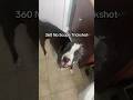 360 No Scope Trickshot 😭⁉️ #noscope #360 #tiktok #dog #viral #fyp #trending #funny