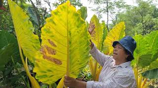 บอนกระดาษทอง alocasia ใหญ่อีกต้นของสวนมารีจ้า