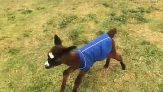 adorable alpaca cria playing