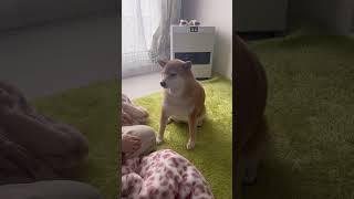 【柴距離】飼い主の愛がうっとーしい柴犬。構ってほしいけど、ベタベタされるのは苦手。#柴犬 #shibainu #モコモコのもこ