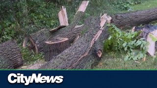 Large cleanup underway after storm hits Elora