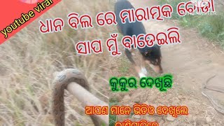 🪱ଧାନ କ୍ଷେତ ରେ ବୋଡା ସାପ ବାହାରିଲା ଏବେ କଣ ହଉଛି ଦେଖ#youtubevideo#viralvideo#odia🪱