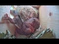 adorable baby squirrels making mischief eichhörnchen babys party im kobel cuteness overload