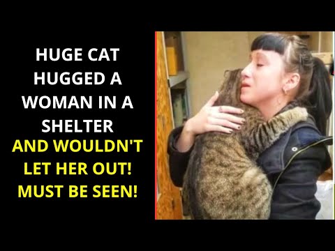 Huge cat hugged a woman in a shelter and didn't let go! Must be seen!