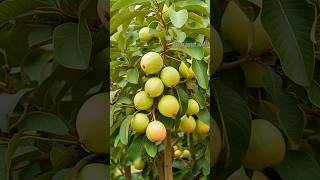 Guava farming #fruit #farming #guava #satisfying