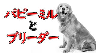 パピーミルとブリーダーの違いとは？【犬種図鑑番外編】