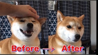 柴犬の表情って本当読み取りやすいって思った瞬間【柴犬ハナ】 -- Shiba's smile --