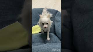 おてんばしっぽちゃん #チワワ #癒し #puppy #かわいいもふもふ #cute #癒される #chihuahua #もふもふ #ふわもふ #pets