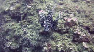 Lionfish free swimming at Messerschmitt wreck - Dive Crete - Hersonissos, Heraklion