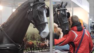 Cavaliada 2017 POZNAŃ !