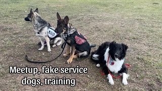 Fair with service dogs (fake service dogs, service dog meetup)